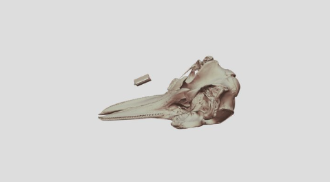 骨格標本のデジタル標本館